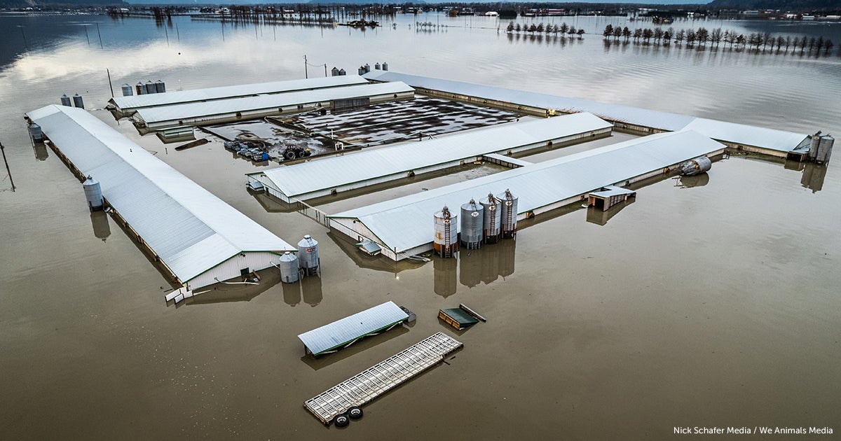 Feeling the Heat Factory Farming and Climate Change ASPCA