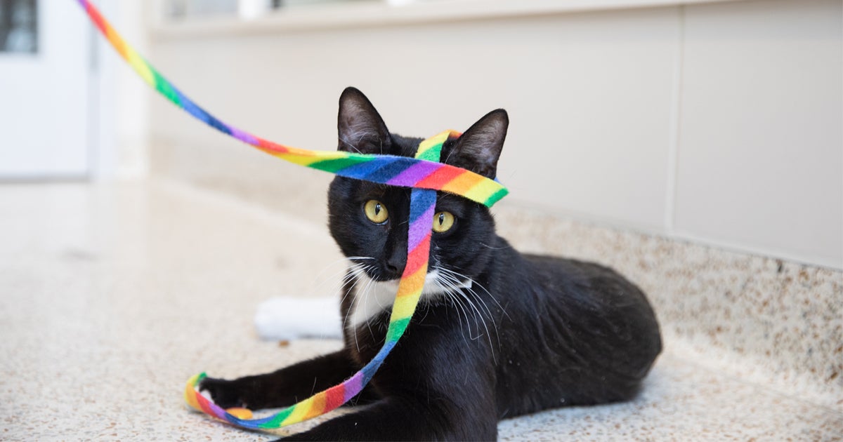 The Top 10 Most Mischievous Dog and Cat Breeds of 2020 ASPCA