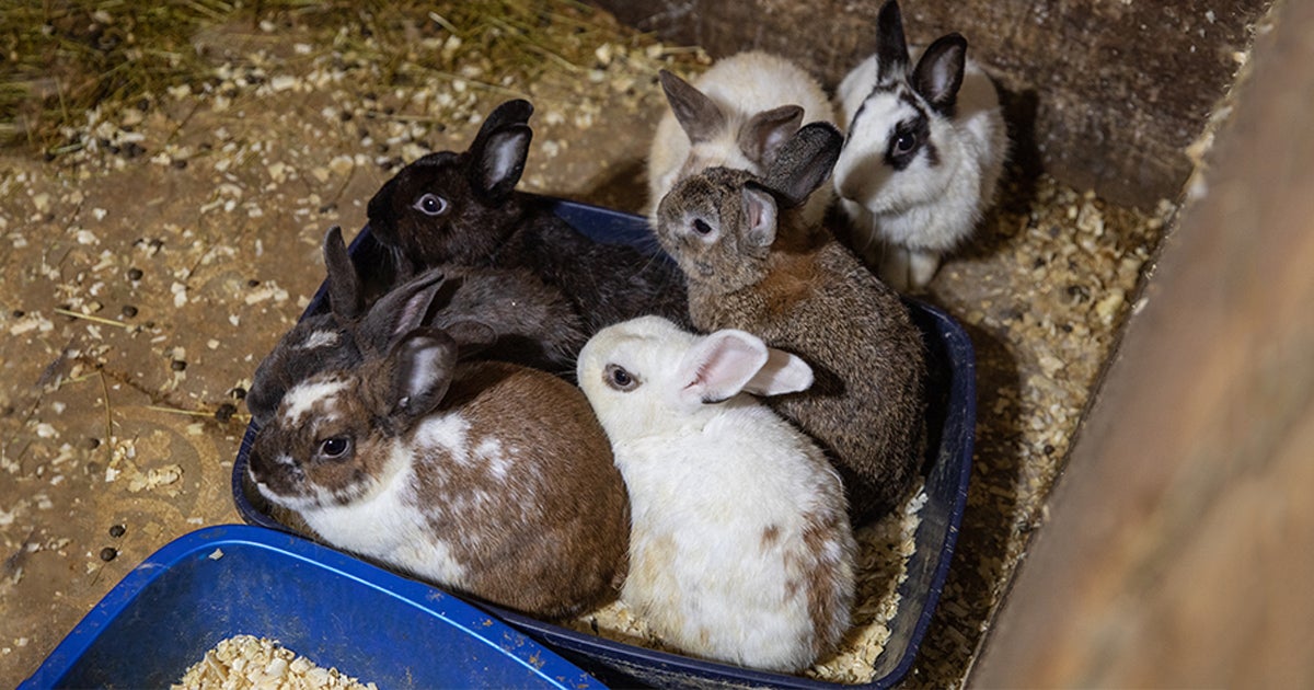 ASPCA Assisting in Rescue of Nearly 300 Neglected Animals from Hoarding ...