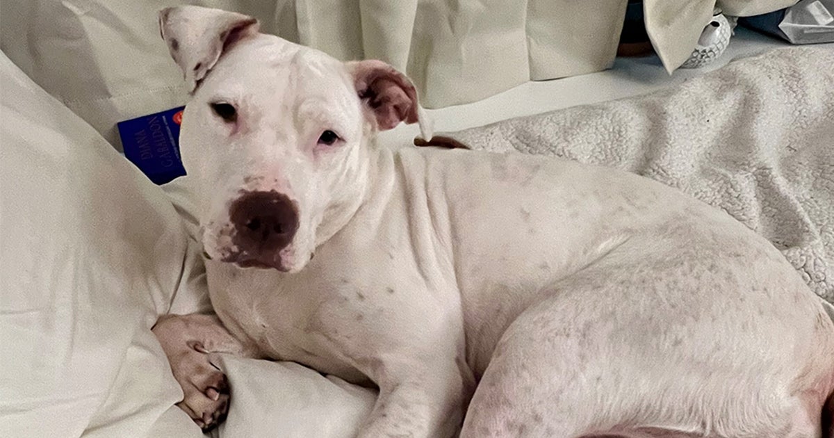 Mama Pit Wants to Be the Queen of Your Castle! | ASPCA