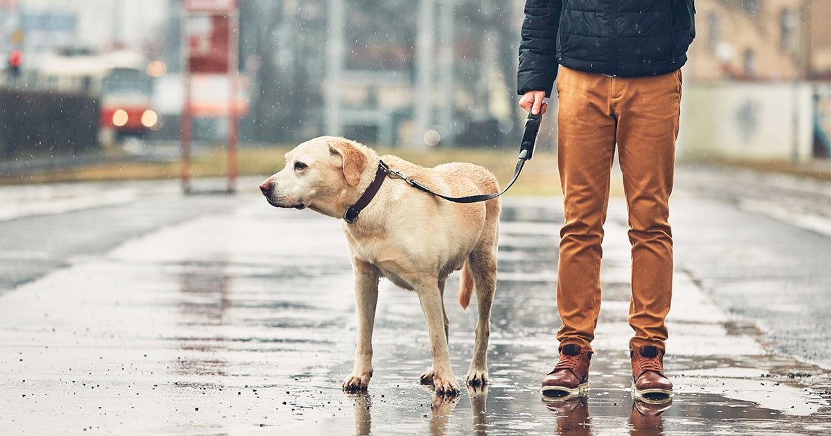 Tips for Safely Using DeIcers Around Your Canine ASPCA