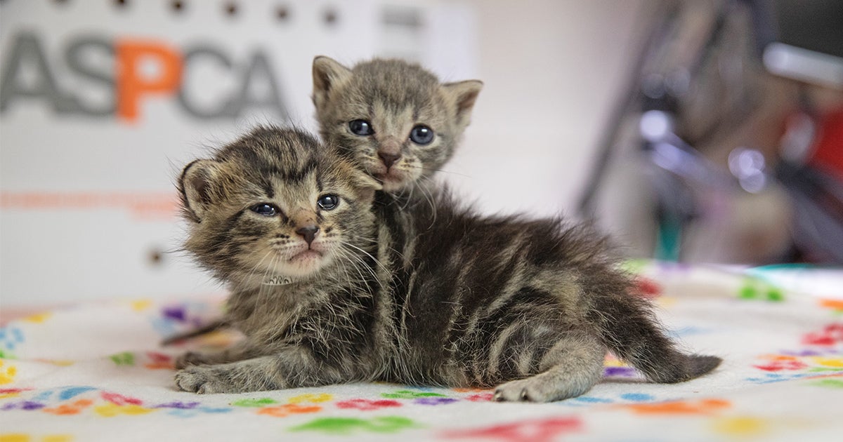EXCLUSIVE: What You Can Expect This Kitten Season! | ASPCA