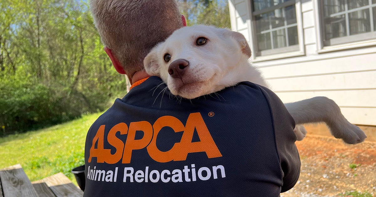 ASPCA Mobilizes Disaster Response Team to Assist Mississippi Animal ...
