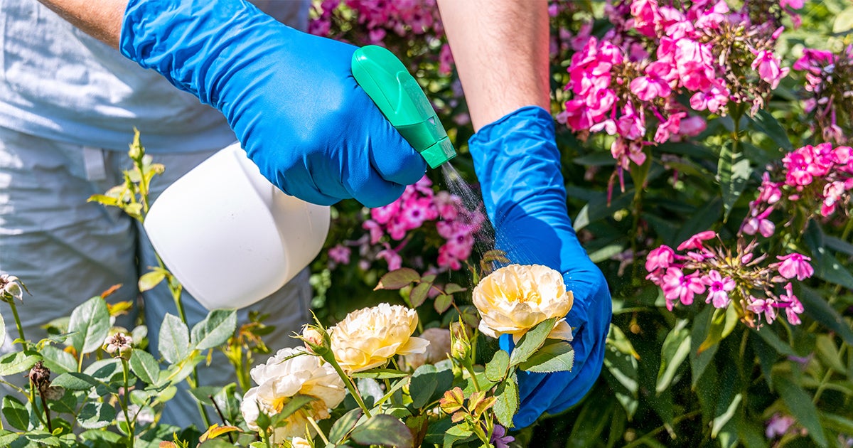 How to Safely Treat Your House with Insecticides ASPCA