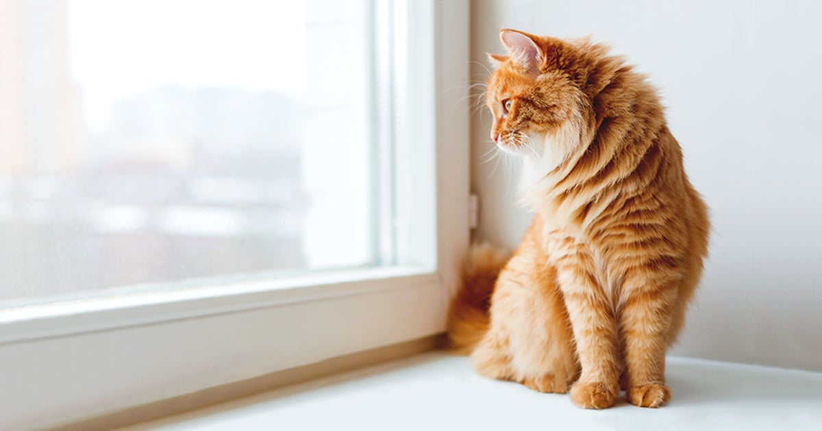 HighRise Syndrome Lifesaving Tips for Cat Parents ASPCA