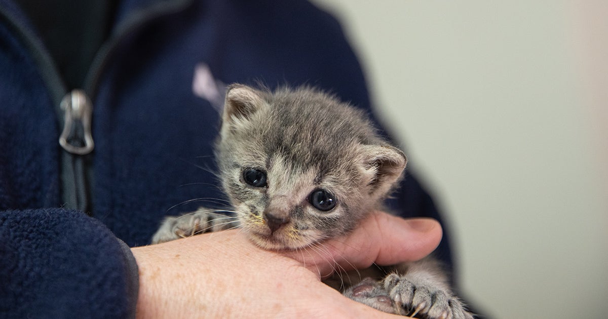 Celebrate National Kitten Day by Signing Up to Be a Kitten Foster! ASPCA