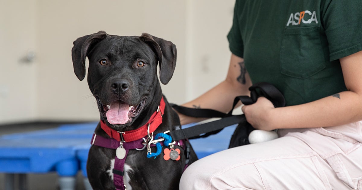 NEW YORK CITY Animal Care Centers of NYC (ACC) Needs Your Help! ASPCA