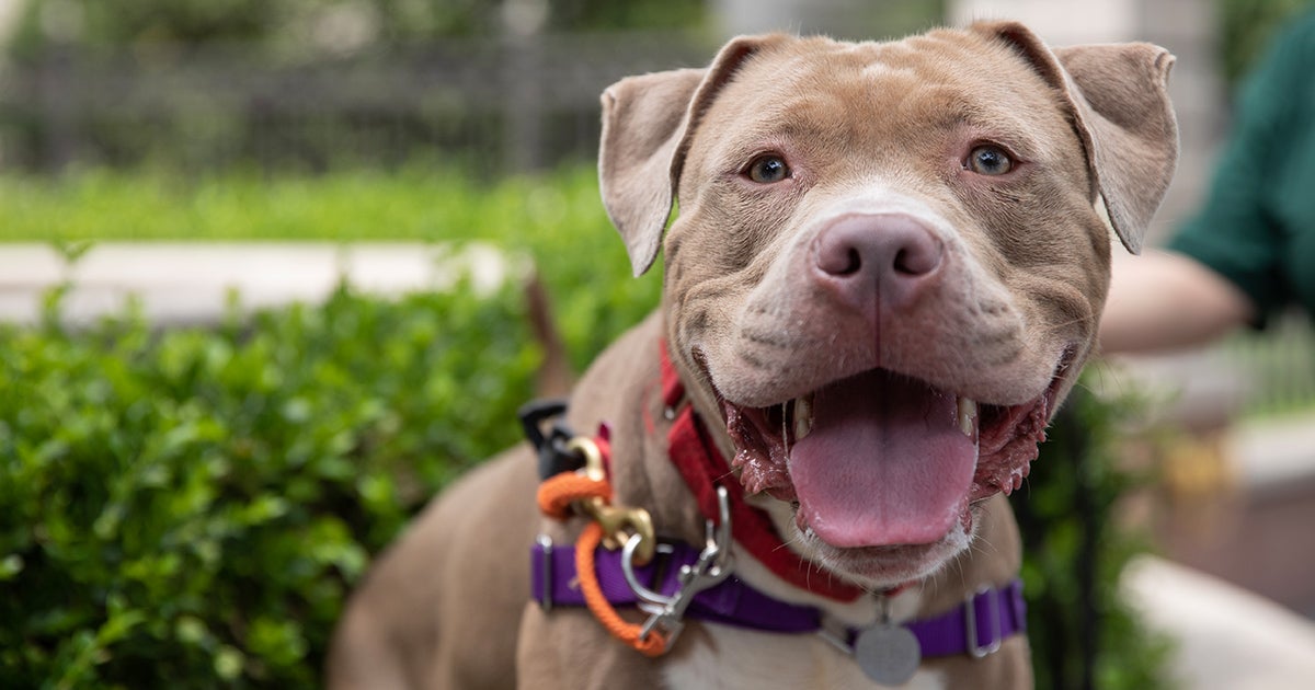 In the Next Issue, Archie Meets His New Family! | ASPCA