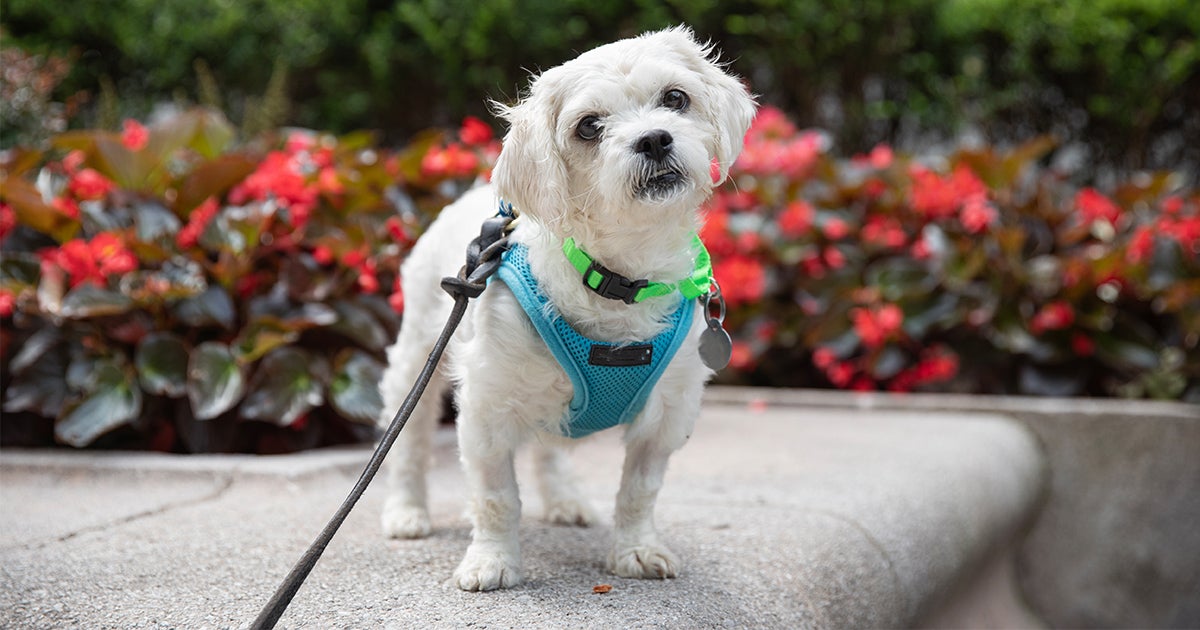 Lucy’s Journey from Abandoned to Adored | ASPCA