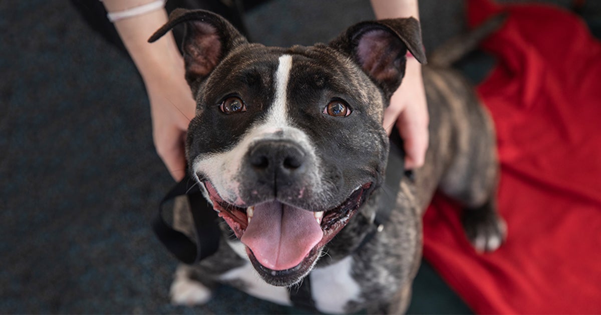 Kerry Can’t Wait to Share Her Zest for Life With YOU! | ASPCA