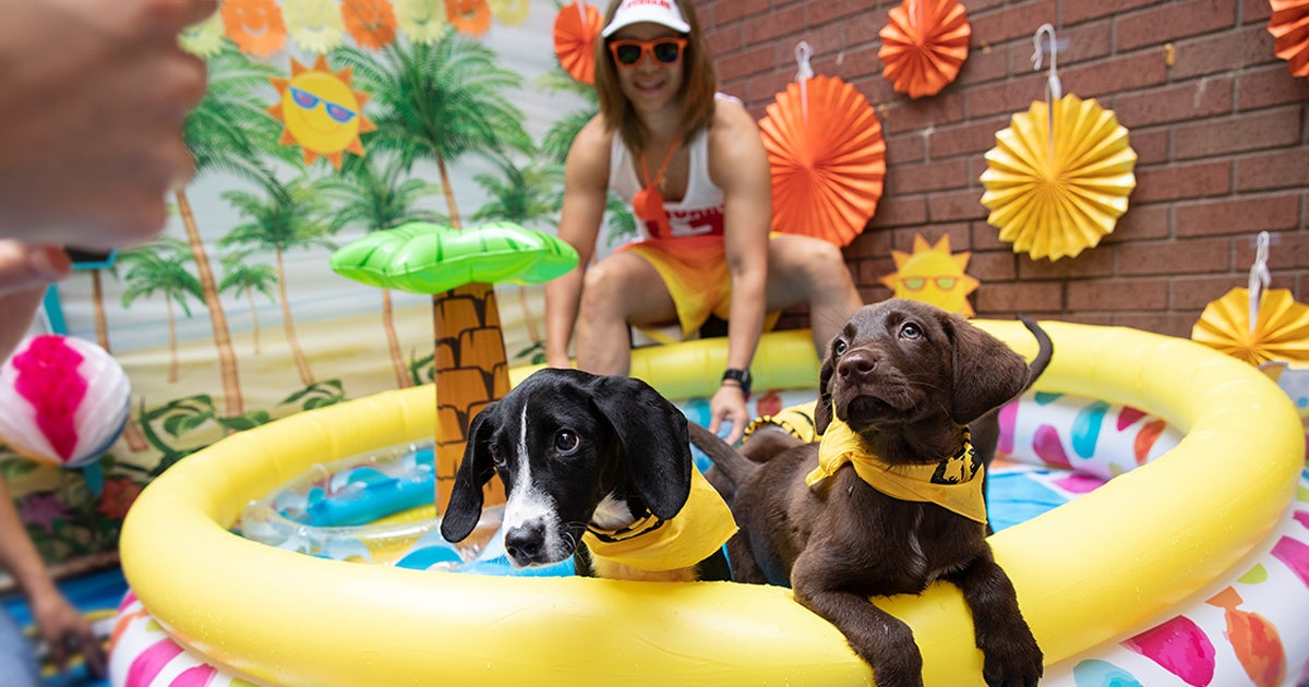 Enjoy Your Summer Poolside with These Pet Safety Tips!