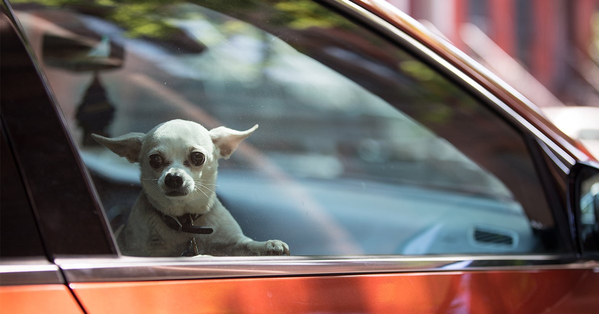 Is It Okay to Leave Dog in Car: Crucial Safety Tips You Must Know