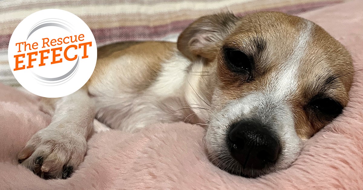 From Fearful Dog to Cuddle Bug: Ireland’s Story | ASPCA