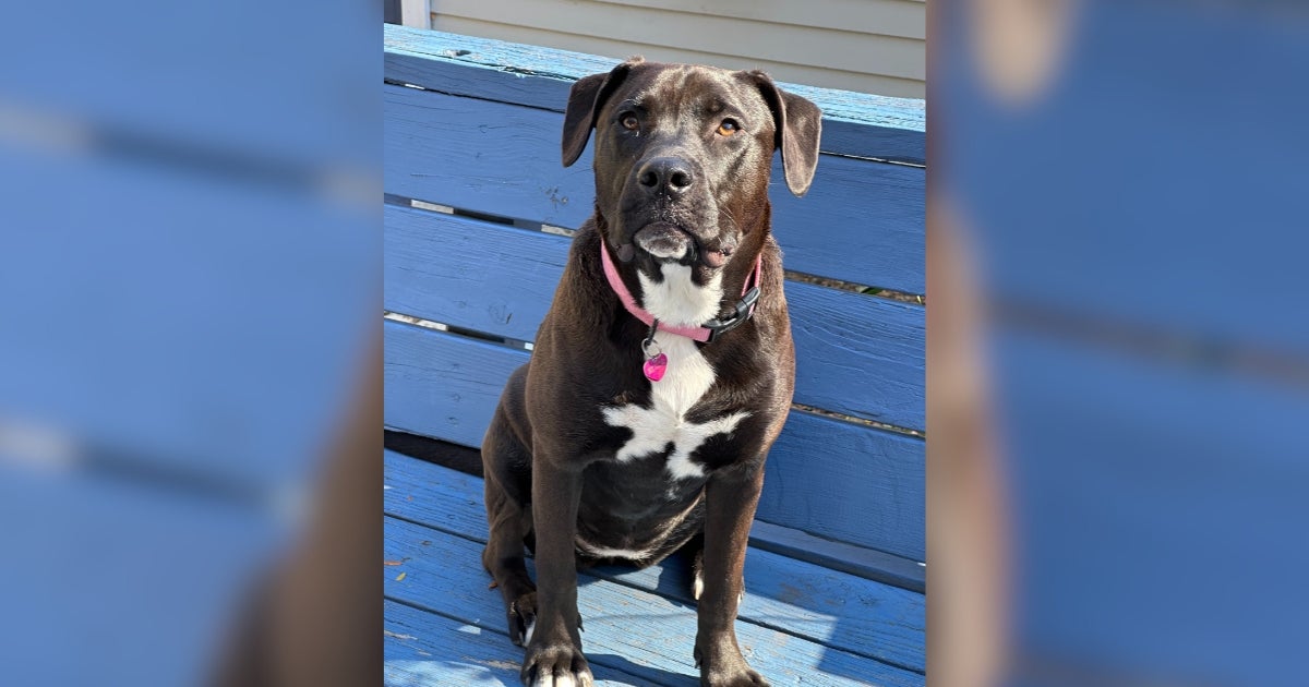 Once Rescued from a Disaster Zone, Pepper Is Thriving in a Safe