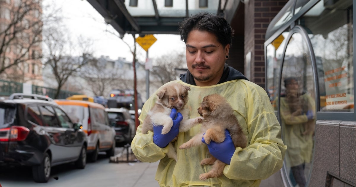 More than 20 Pomeranians, Including Puppies, Removed from Filthy Conditions in Brooklyn Apartment