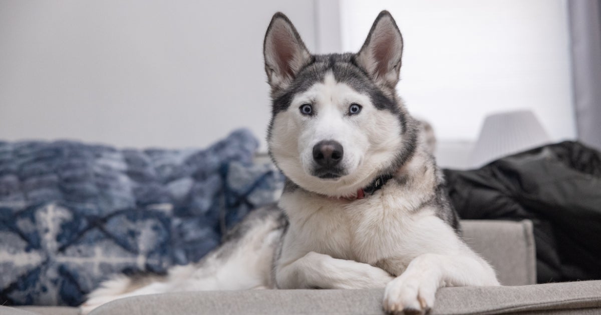 Rescued from Freezing Temperatures, Snowy Warms Her Finder’s Heart