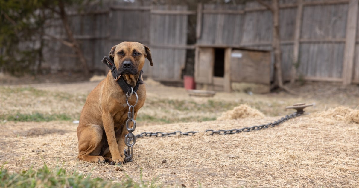 ASPCA Helps Rescue Nearly 200 Animals From Suspected Dogfighting Operation Spanning Dozens of Properties in Texas
