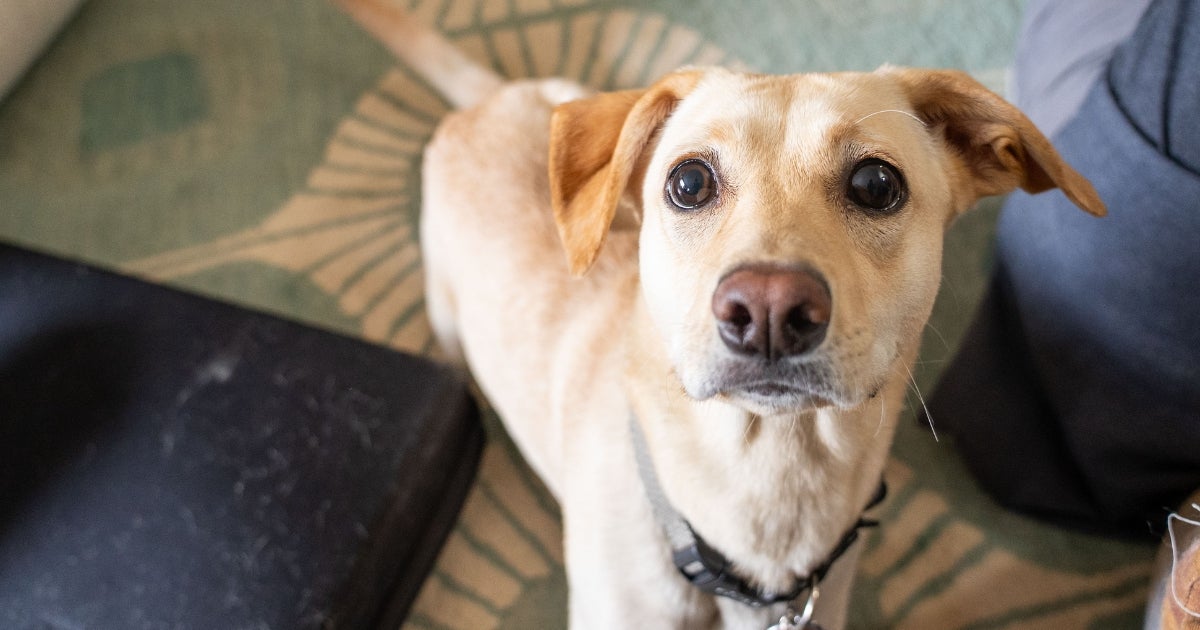 Can Vaping Products Harm My Pet? ASPCA Poison Control Experts Explain!