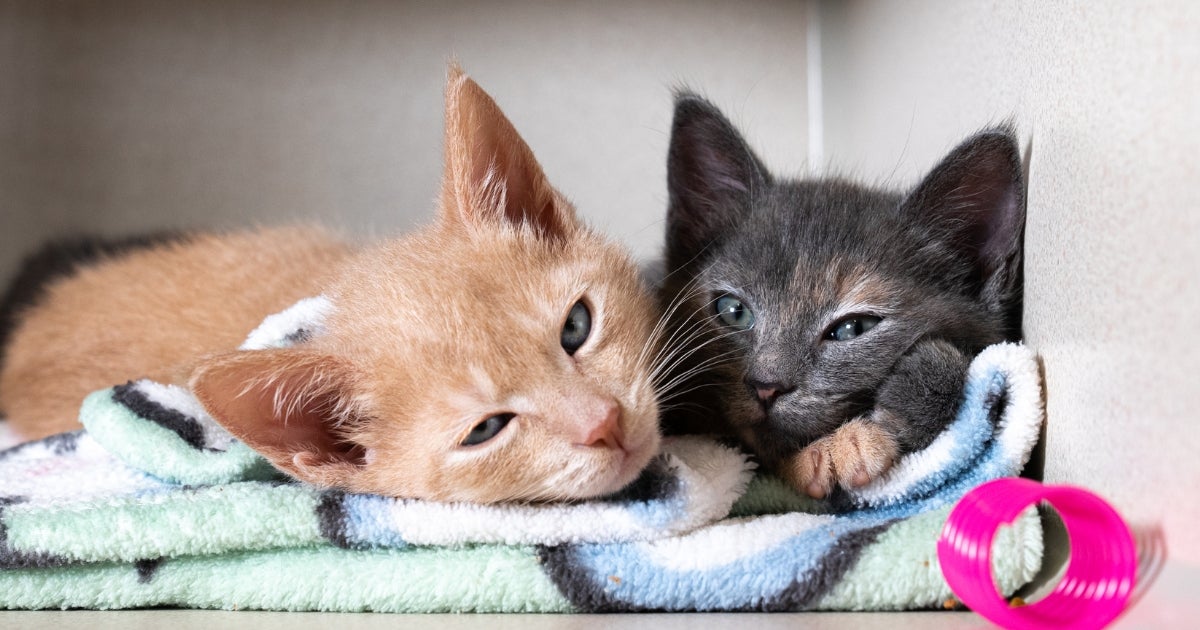 Adopt a Shelter Cat Month: 5 Ways to Help Cats and Kittens | ASPCA