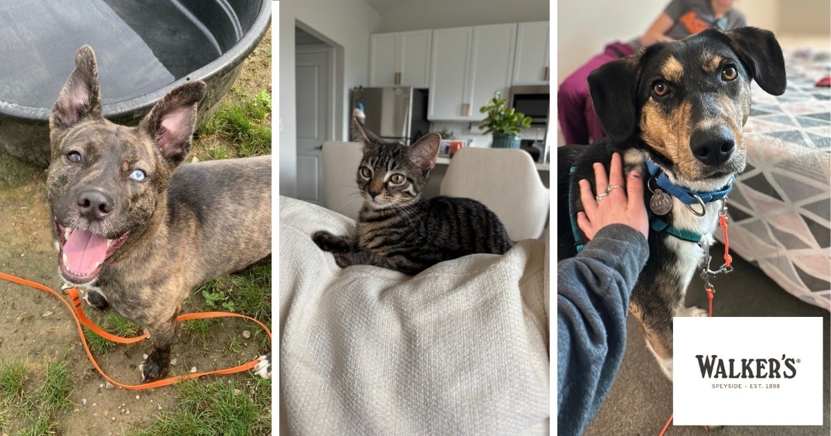 Are You Ready To Bring Home a New Best Friend?