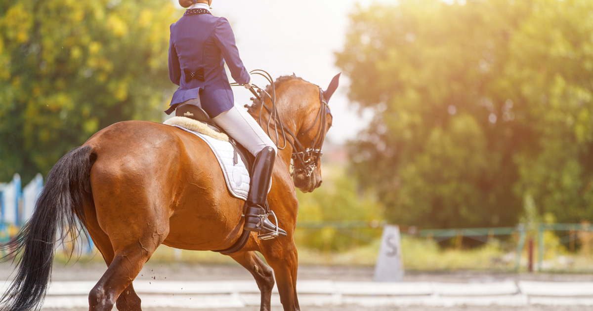 A Viewer's Guide to the Olympic Equestrian Disciplines | ASPCA