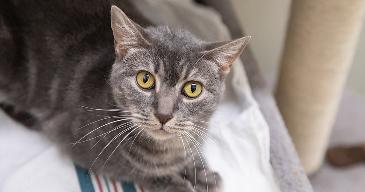 With Some TLC, This Shy Kitty Will Open Up and “Trot” by Your Side ASPCA