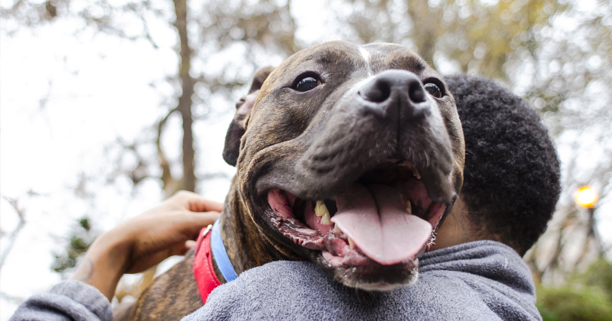 What Dogs Are Banned In The Usa