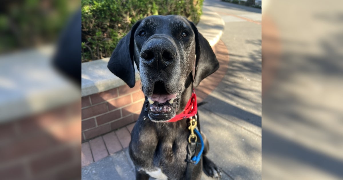 This Big Goof Always Turns Heads — Meet Alvin! | ASPCA