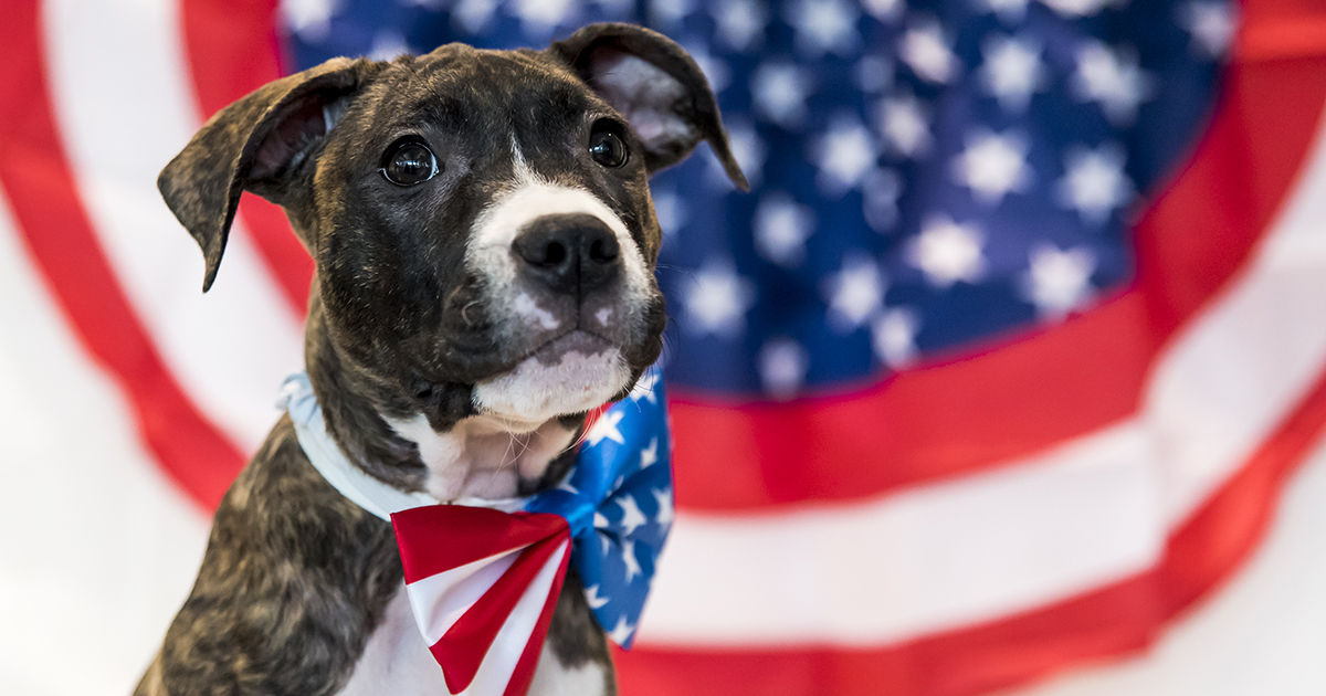 Four Ways Fourth of July Fireworks Can Harm Our Pets | ASPCA