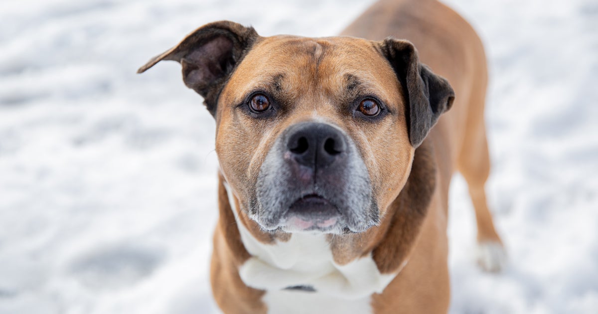 Is It Safe to Use DeIcers Around Your Dog? ASPCA