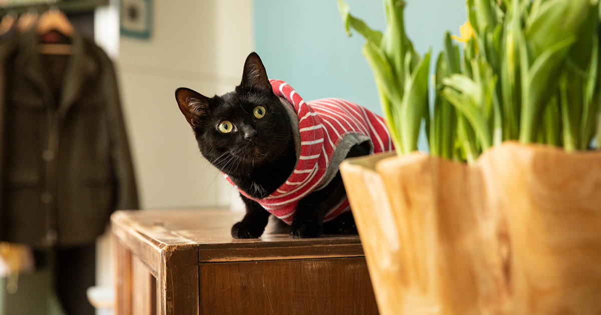 Liven Up Your Space With These Pet Friendly Plants Aspca