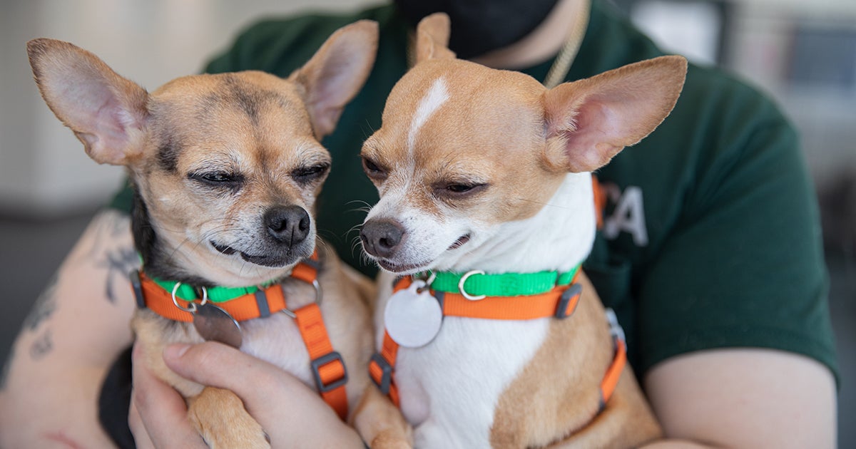 Can Drug Sniffing Dogs Smell Edibles