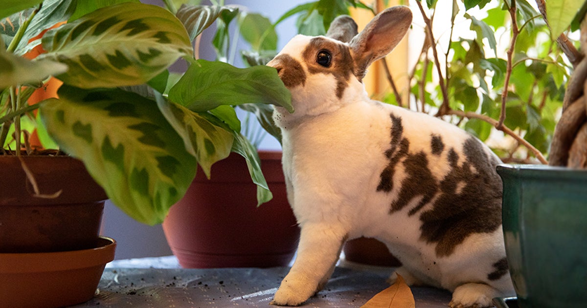 Have A Hoppy Easter With These Pet Safety Tips Aspca