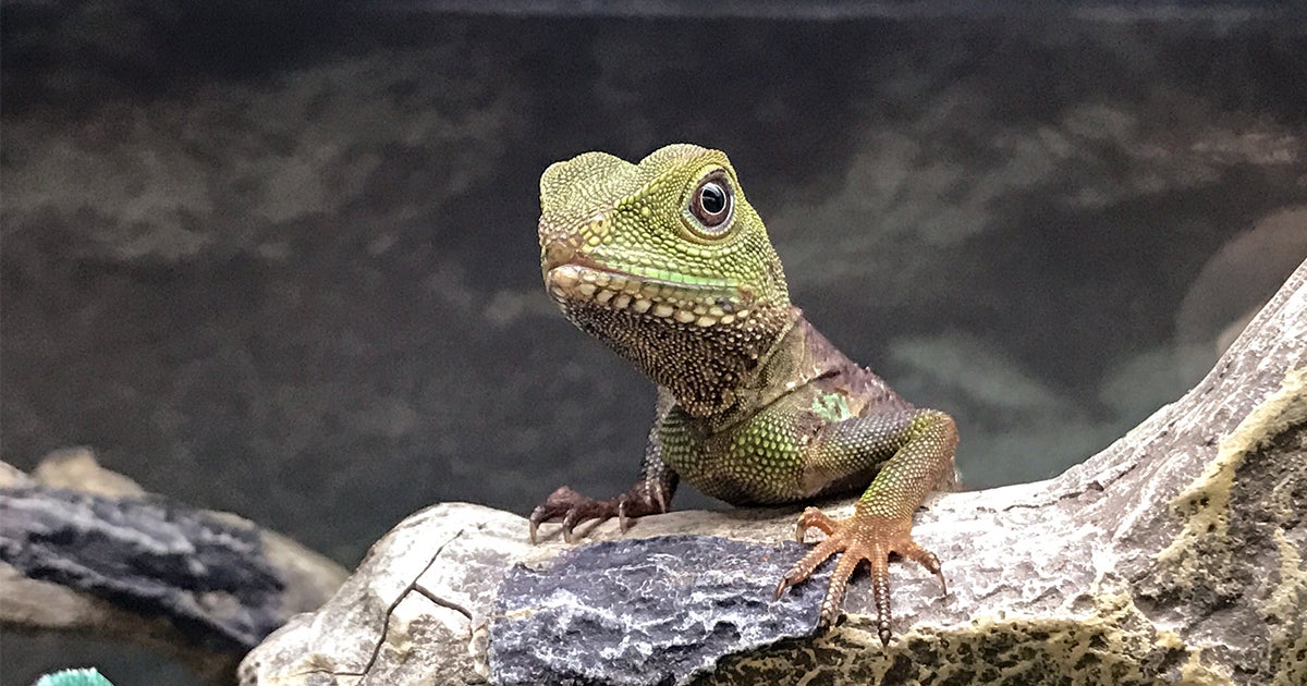 Are Lizards Poisonous For Dogs And Cats To Eat