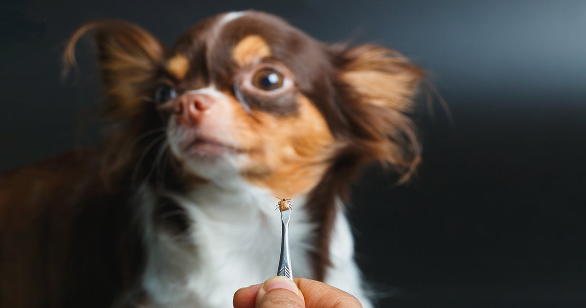 Does My Indoor Dog Need Flea And Tick Prevention