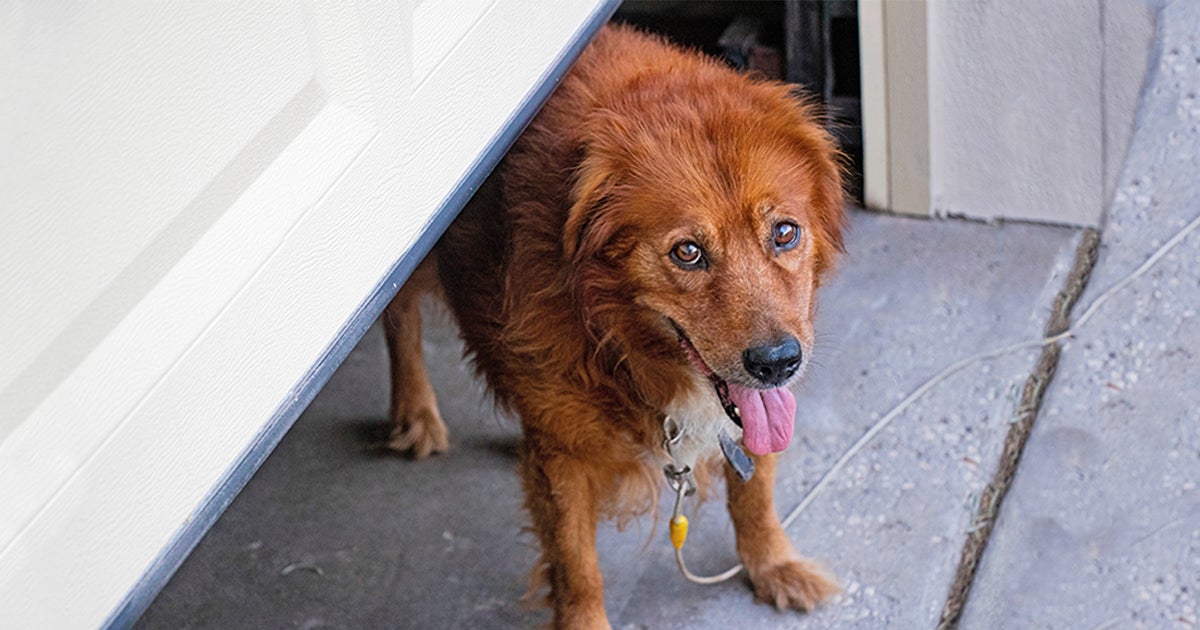 Can Ice Melt Cause Seizures In Dogs