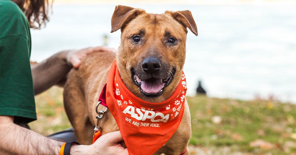 Is Jaundice Dangerous In Dogs