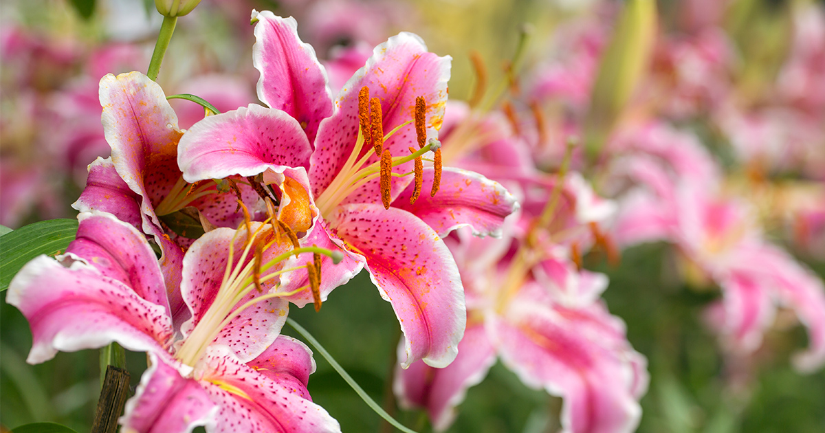 Are lilies poisonous to pets?