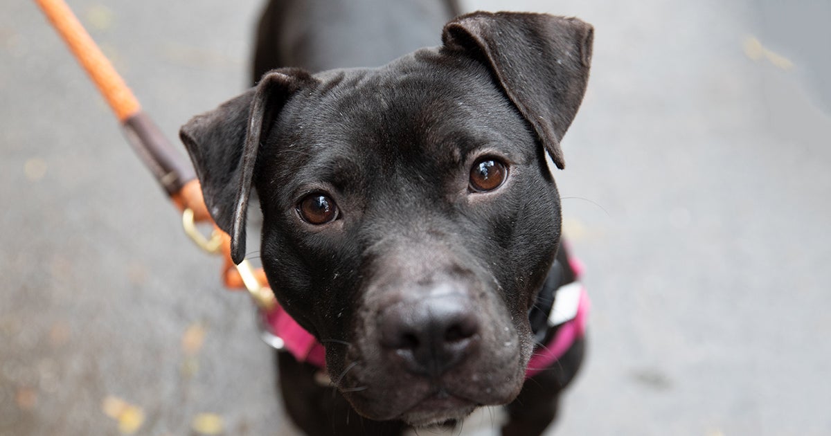 Can My Dog Kill A Mouse