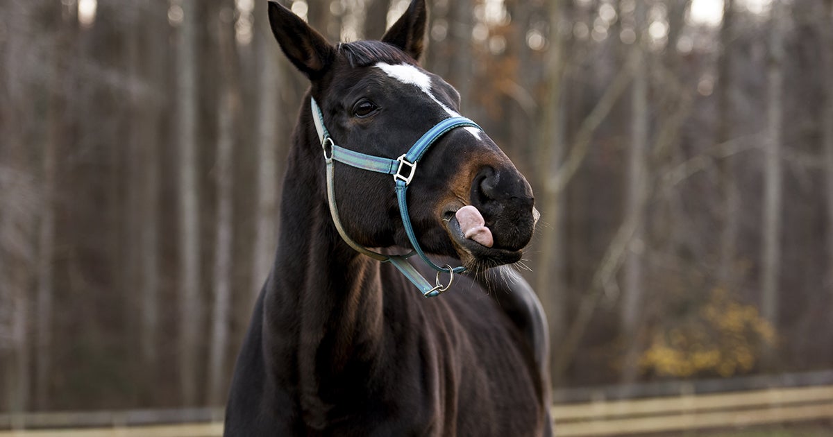 Don’t “Horse” Around with These Common Toxic Trees and Shrubs! ASPCA