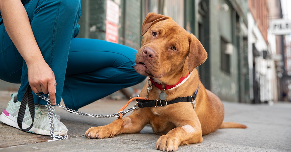 How Do I Know If I Should Bring My Pet to the Veterinary Hospital