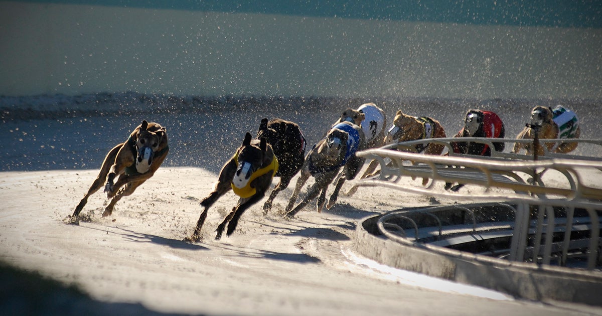 ASPCA & GREY2K USA Release National Report on Greyhound Racing | ASPCA