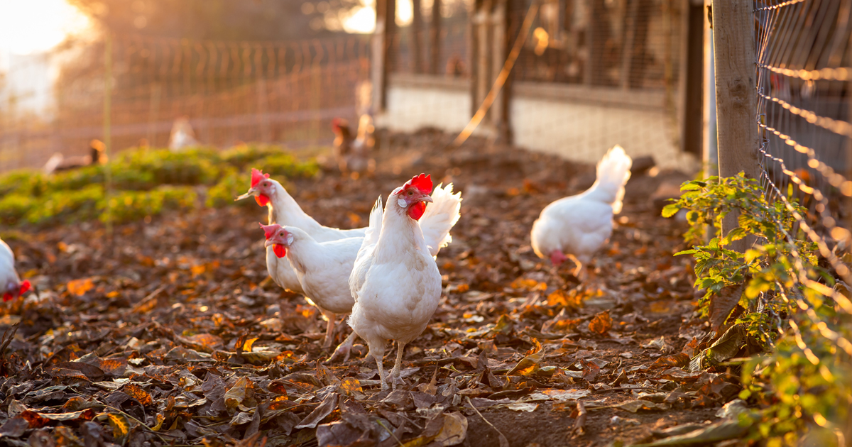 Two Major Chicken Producers Commit to Better Welfare ASPCA