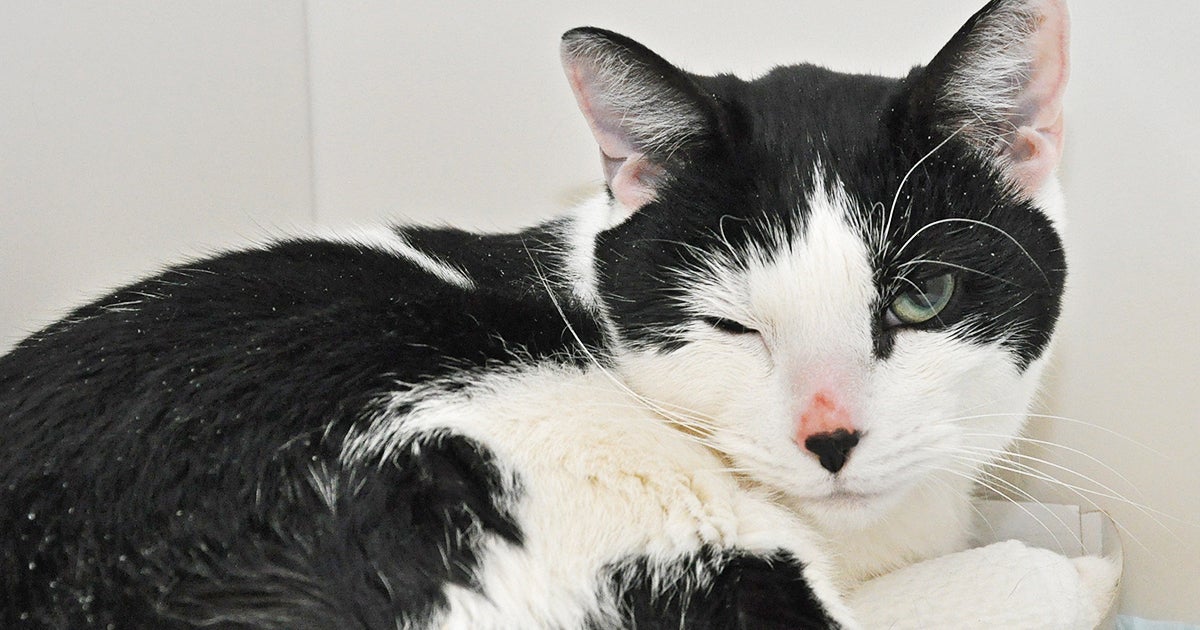 Xray Shows Cat Swallowed Sewing Needle ASPCA