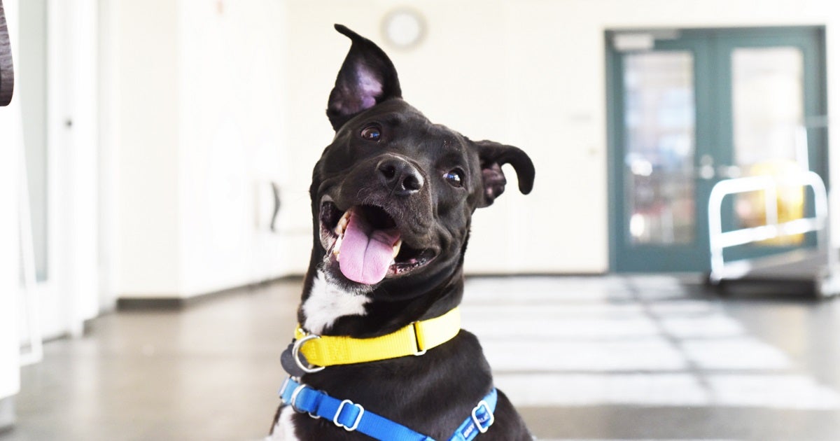 Announcing the Winners of Our "150 Days of Rescue" Grant Contest ASPCA