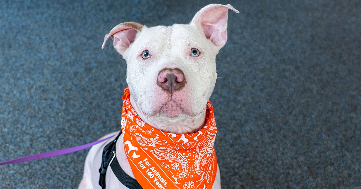 The ASPCA Turns 160: Celebrating Our History | ASPCA