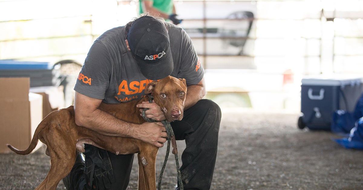 Go on the Ground with ASPCA Responders—Right From Your Home | ASPCA