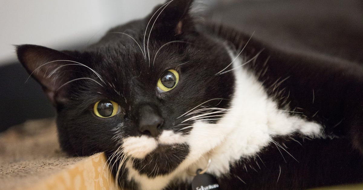 This November, Open Your Heart to a Senior Pet ASPCA