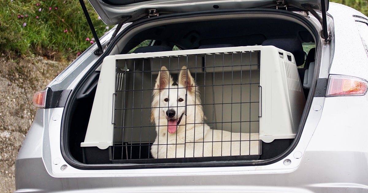 APCC Alert: Car Tips for Pet Passengers | ASPCA
