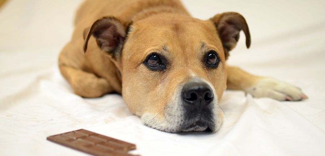 Chocolate-Covered Hazard: What to Do If Your Pet Eats a Valentine’s Day ... - Dog Chocolate Tweet Slipped Tolerance Hf Fallen Click Help